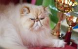 Самый пушистый участник выставки — персидский кот Домино