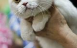 Кот породы скоттиш-фолд, занявший II место на WCF ринге выставки кошек «Рождественские встречи»