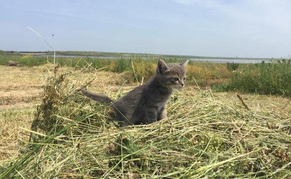 Севастопольские котята «добрались» до Феодосии под капотом «Мазды» (фото, видео)