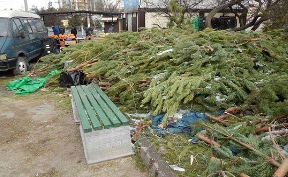 «Кладбища» новогодних ёлок появились в Севастополе 