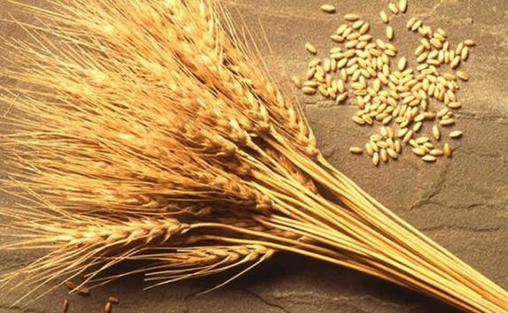 Крымские аграрии в августе экспортировали более 100 тонн зерна