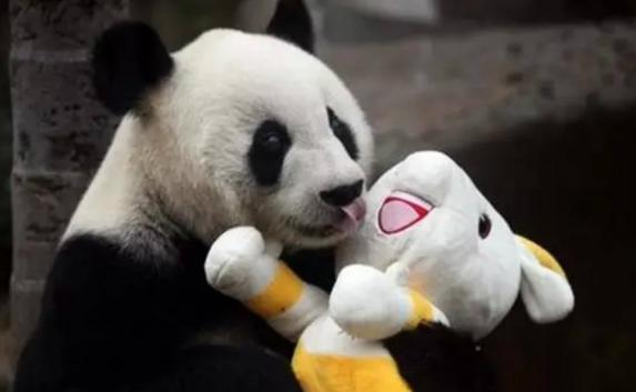 В Китае умерла самая старая панда Басы в мире: животному было 37 лет (фото)