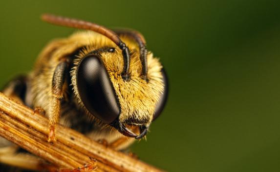 В Госдуме предложили регламентировать полёт пчел 