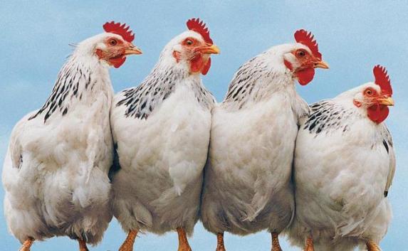 «Бывшую» продали за 5,5 миллионов, 1000 сбежавших куриц и круглый стол из-за «Версуса» на канале «Спас»: дайджест необычных новостей за 15 сентября 