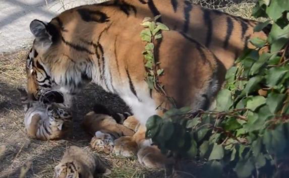 Три амурских тигрёнка родились в «Тайгане» (видео)