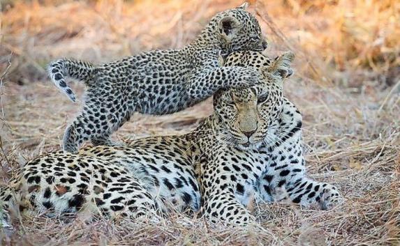 В зоопарке «Сказка» умер новорождённый леопард