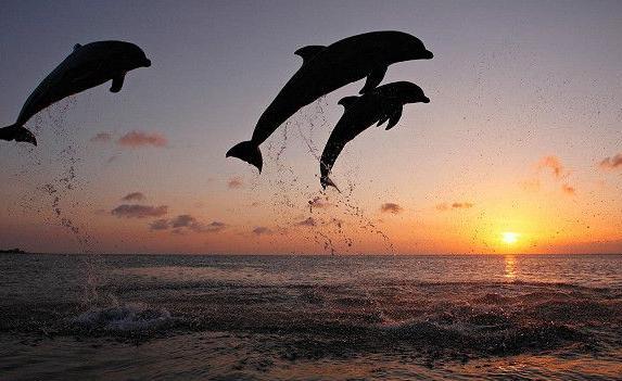 Популяция дельфинов в Керченском проливе выросла из-за строительства Крымского моста