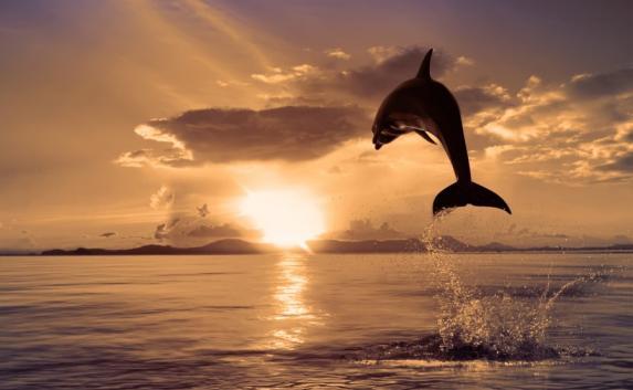 Дельфины в Крыму умирают от неизвестной болезни