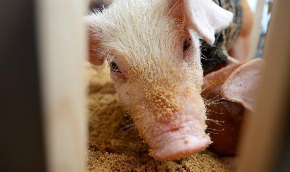 Трупы свиней, больных АЧС обнаружили в Крыму