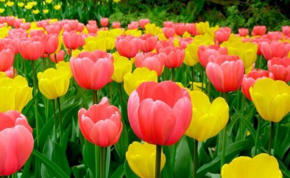 Для клумб Детского парка в Симферополе закупили 1,5 тысячи голландских тюльпанов