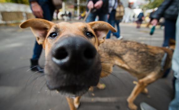 В Феодосии на выходных начнётся массовый отлов бродячих собак