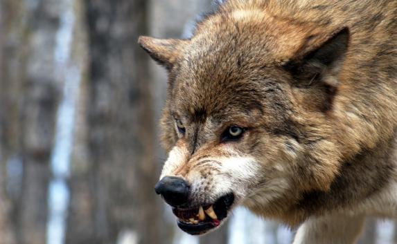 Жителей Бахчисарайского района атакуют волки