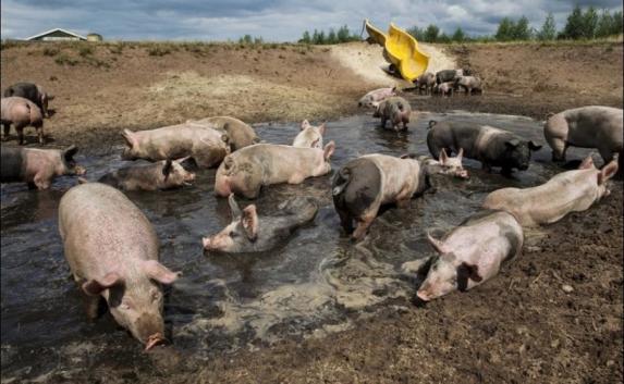 Крымским фермерам придётся убить свиней из-за чумы
