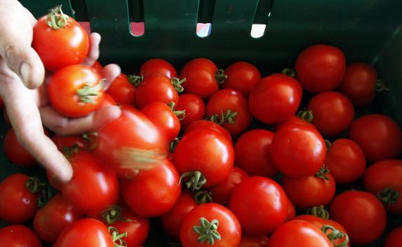 На российские прилавки вернется 50 тысяч тонн турецких помидоров