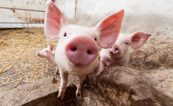 В России запретили поставки свиней из Европы, но разрешили турецкие томаты