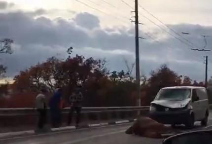Микроавтобус насмерть сбил лошадь на крымской трассе (фото, видео)