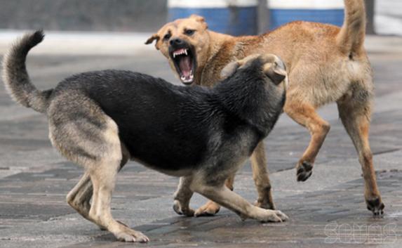 Ялтинцев держит в страхе свора агрессивных бродячих собак