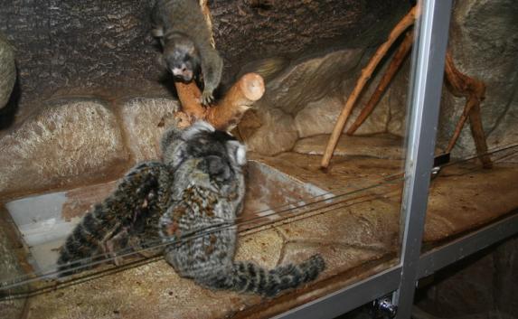 Пополнение в Алуштинском аквариуме: у белоухих мармазеток родились двое малышей (фото)