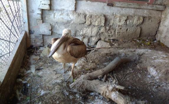 В Феодосии спасли истощенного розового пеликана, занесенного в Красную книгу