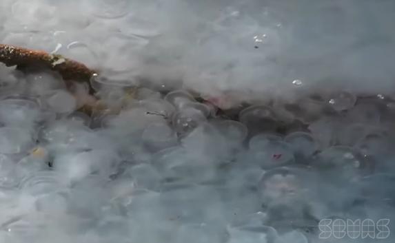 «Нападение» медуз на берег в Севастополе оказалось не опасным для людей