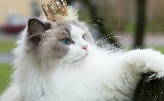 Самого красивого кота  Крыма выберут в Феодосии