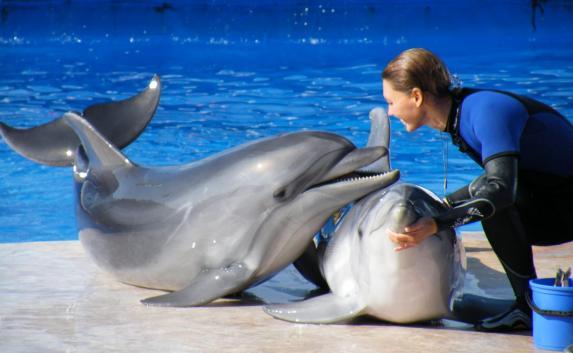 Земельный скандал в Ялте: дельфинарий могут закрыть по решению Госкомрегистра Крыма