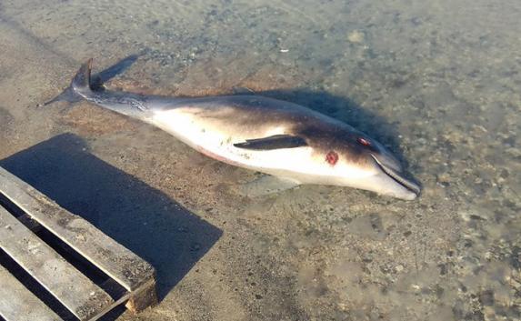 Убитого гарпуном дельфина обнаружили в Севастополе