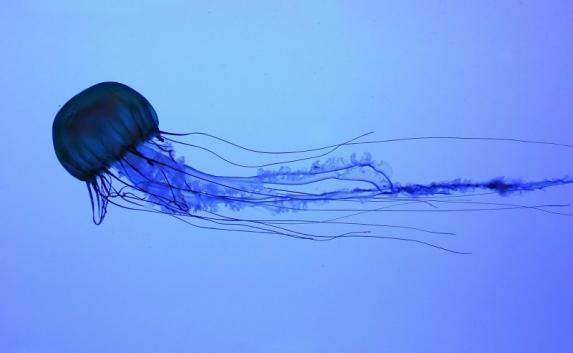 От медуз на Крымских пляжах будут «обороняться» сетями