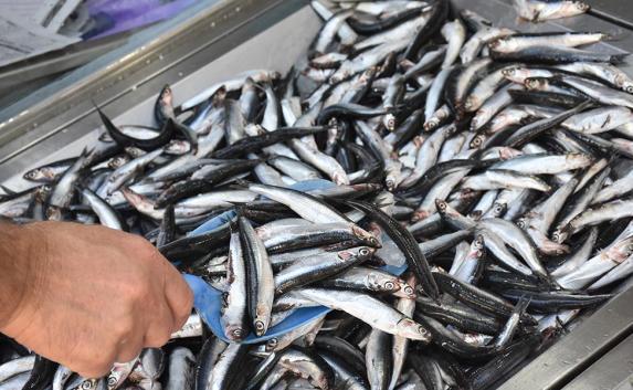 В Ялте уничтожили 8 килограммов «некачественной и опасной» рыбы, изъятой из продажи