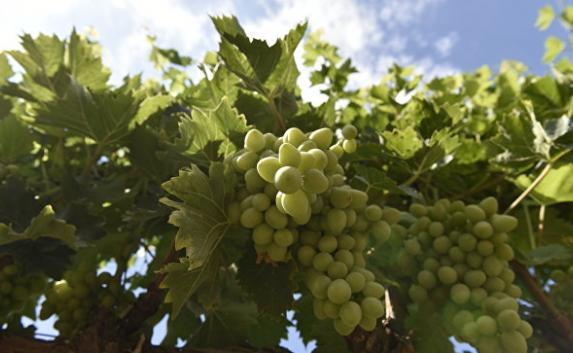 Крымское виноградарство ожидает принятия закона о господдержке отрасли
