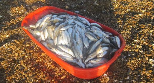 Керченского рыбного браконьера отправят за решетку из-за ставриды