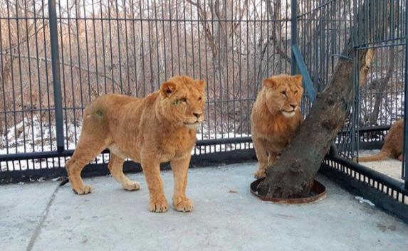 Африканские львы из «Тайгана» переехали жить в Приморский сафари-парк (фото, видео)
