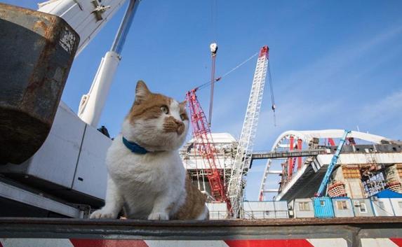 Кот со стройки Крымского моста 