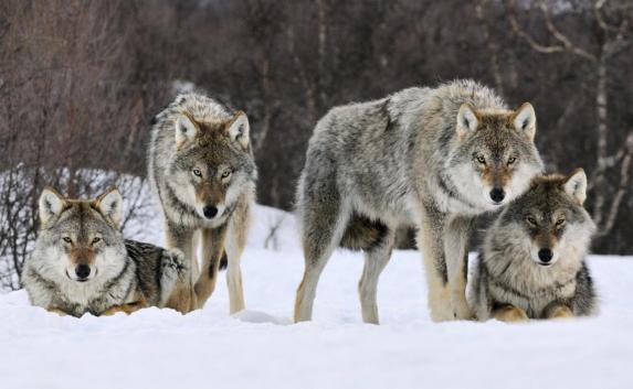Стая волков растерзала домашних животных в Белогорском районе
