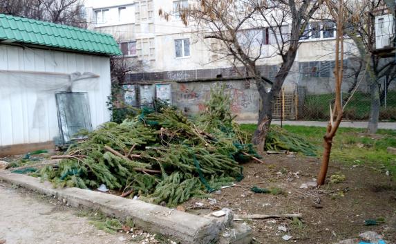 «Новогодняя трагедия»: севастопольские торговцы выбрасывают непроданные елки (фото)