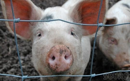 Евросоюз требует у России 1,4 миллиарда евро за «свиное» эмбарго