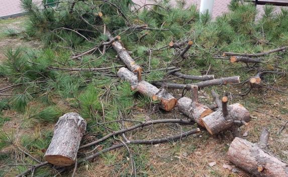 В Крыму на супругов завели уголовные дела за кражу хвойных деревьев