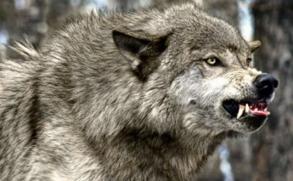 В Крымском заповеднике объявили карантин из-за бешеного волка