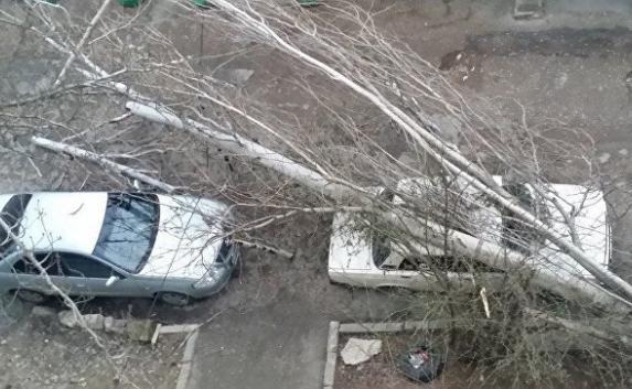 Сильный ветер в Крыму мешает работе Керченской переправы и валит деревья