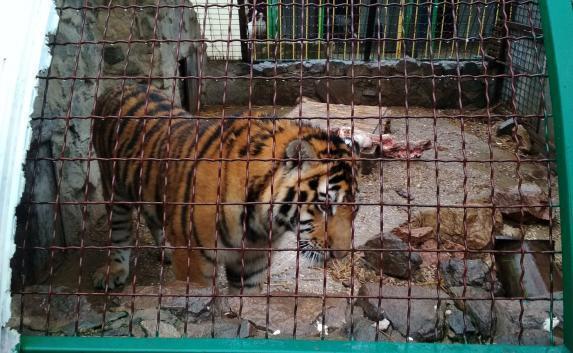 Крымские прокуроры взялись за дело пропавшего тигрёнка Амура