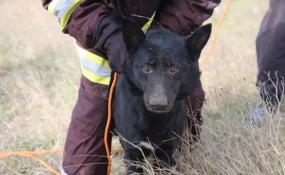 Специалисты МЧС Крыма спасли собаку из смертельной ловушки