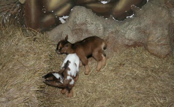 В алуштинском зоопарке родились камерунские козлята Борька и Машка (фото)