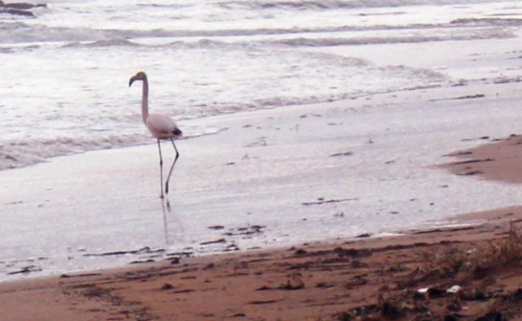 На феодосийском пляже нашли беспокойного фламинго
