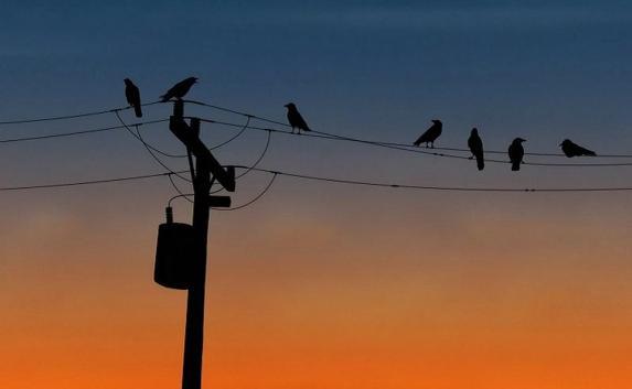 Нетерпеливые птицы оставили Коктебель без электричества, «нагадив» на провода
