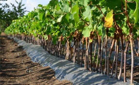 В Крыму через полгода появится виноградный питомник за 300 000 000 рублей