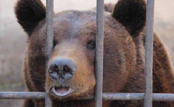 «Тайган» приютит брошенных в Самаре медведей (видео)