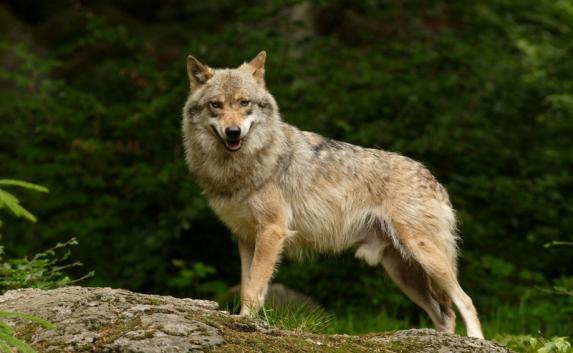 Популяцию волков и бродячих собак в Крыму «урегулируют» расстрелом