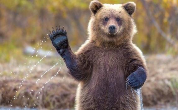 Четыре медведя из Самары приехали на «разморозку» в «Тайган»