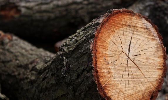 Глава крымского села ответит в суде за смерть подростка от упавшего дерева 