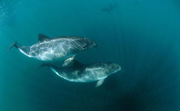 Двух мёртвых дельфинов с резаными ранами нашли в Севастополе